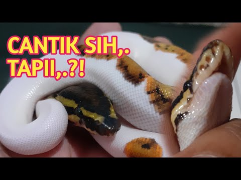 BALL PYTHON DENGAN KELAINAN SEJAK LAHIR.
