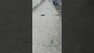 RC Car Build from scratch