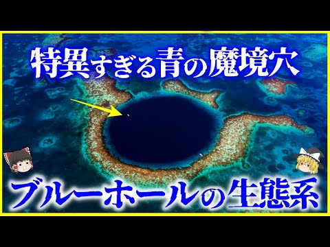 【ゆっくり解説】未知のモンスターは実在するか？「ブルーホール」に実在する生物とその成り立ちを解説