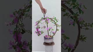 三角梅造型 #三角梅养护 #三角梅修剪 Triangle Plum Styling # Triangle Plum Maintenance # Triangle Plum Trimming