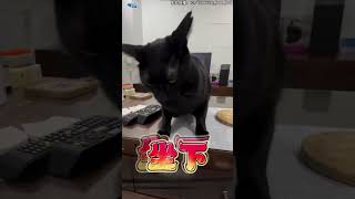 白目黑貓咬媽被警告! 下秒"潛伏+突襲"攻擊:我就是要用🤪#shorts