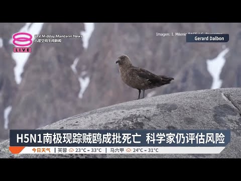 H5N1南极现踪贼鸥成批死亡 科学家仍评估风险【2025.03.14 八度空间午间新闻】