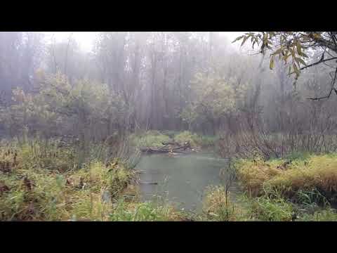 Dairy Creek flowing again on Sauvie Island