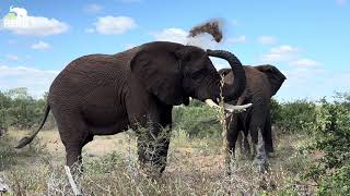 Waterhole Moments with Somopane, Khanyisa and the Elephant Herd 🐘