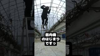 ハウス内改造計画~パニック障害克服中の農業ずき#農業 #農業女子 #パニック障害克服中