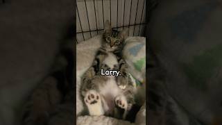 Don’t mess with em. #cat#meme#sillycats#cats