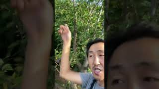 山上的果子已经熟了，李子和无花果