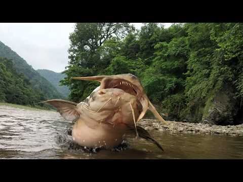 The Goonch River Monster Feeds on Burnt Human Remains!