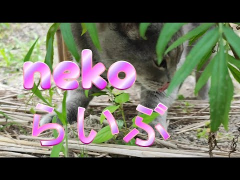 猫さん🐈のんびり動画#猫動画 #スピちゅーる