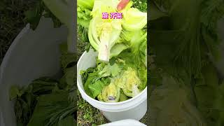 【  腌制 酸芥菜】   # 美国 #佛罗里达州 # 后院  #冬季  # 芥菜