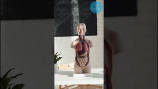静态紧张 #健康长寿 #健康 #健康生活 #健康生活小贴士