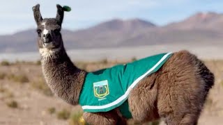 Police Station Adopts and Deputizes Baby Llama in Chile