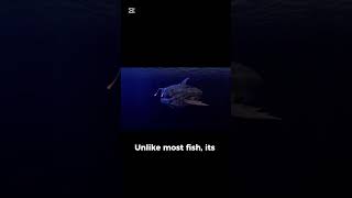 The Transparent-Headed Fish Found in the Deep Sea”