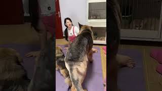 Content Inspiration Sharing Plan Competition-level German Shepherd Quick Hand jbhgyrddrrd