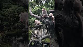 猴子 吃節瓜 吃水果🐒🐒