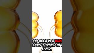 What is Blood Urea| Causes, Symptoms & Test Explained #boolduria #breakingnews