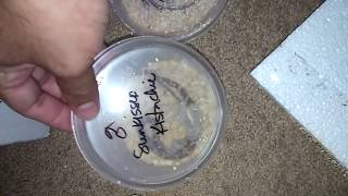 BHB Reptile Unboxing #2
