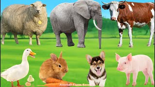 Farm Animal Collection: Cow, Cat, Horse, Pig, Duck, Dog, Chicken, Sheep, Goat - Animal Videos
