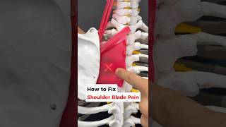 Got SHOULDER Blade Pain? Watch this to Fix it! #neckpain #shoulderpain #shoulder #neckpainrelief