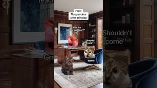 CAT MEMES 🐱My grandma is the principal #catmemes #relatable #relationship