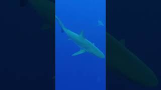 OneOcean shark diving Oahu #shark #adventure #oneocean #gopro #explore #surf #beautiful #nature