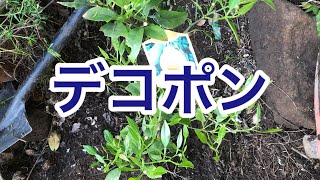【デコポン】みかん(不知火)の木を地に植えました！登録商標デコポン　馬酔木も植えました！