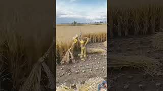 Robots harvesting faslon ki katai daily routine working#shorts#