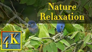助眠、冥想和減压的舒缓音乐，大自然声音-4K视频（Relax, Study, Sleep, Work, Meditate。4K ，Natural sounds of rain and birds)