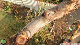 Tree Removal | POV | Safe & Skilled Arborist Work in Sydney