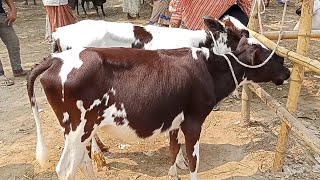 @আজ শনিবার ১৮ মার্চ | ফ্রিজিয়ান ও ক্রস জাতের ষাঁড় বাছুর গরুর দাম |আফতাবগঞ্জ হাট||দিনাজপুর ||