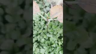 Bije Huye Dhniya ka Result 🌱🌱👌👌🥰🥰#updatevideo #harvesting #caretips #greenleaves 👌👌🌱🌱🌱🌱