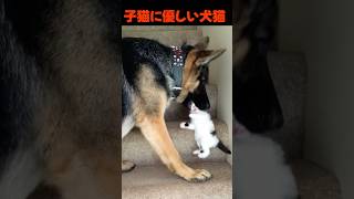 優しく子猫を咥えたワンコはどこえ.../優しい猫パンチ　#犬 #動物保護