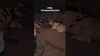 PDFA championship #bestfeed #bestbreed #pdfa #mela #farming #topquality #top #Best