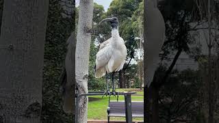 What Does A Bin Chicken Sound Like?? 🤯 #mindblown #ibis #australianbirds #birds #naturedocumentary