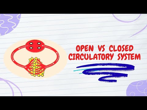 Animal Circulatory Systems: OPEN vs. CLOSED (Key Differences!)