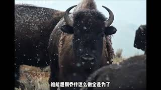 倒霉的郊狼 #纪录片 #户外 #我的观影报告 #荒野求生 #野外生存
