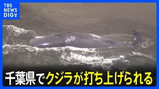 千葉県海岸にクジラ打ち上げられ！上空からの驚きの映像
