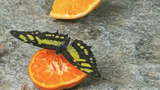 Butterfly Flapping It's Wings, Eating An Orange 🦋