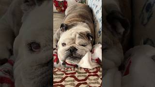 All For You! #bulldog #englishbulldog #allthethings
