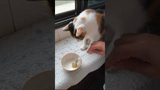 #547-花咪嚕每日紀錄 2024-10-30 #毛孩 #cat #三花貓 #dailyvlog