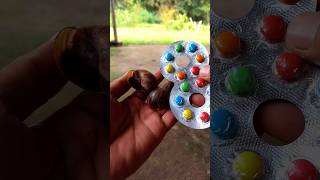 Finding Snails and COLORFUL candy in the egg #snail #candy #egg