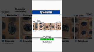 Cytokinesis: Mitosis or not Mitosis? 🧐