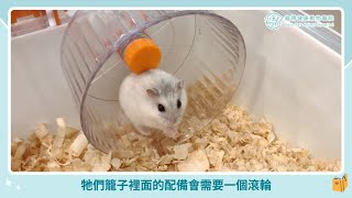 【特寵小天地】萌萌倉鼠養成記，日常照顧的秘訣｜侯彣獸醫師