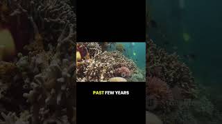 Quick facts about marine life generated by Ai #marinelife #fyp #sealife #earth #didyouknow