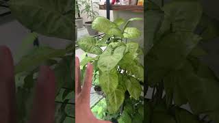 Caring for #syngonium white butterfly. See below #plants #houseplants #easyplants