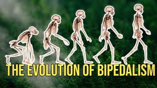 Why We Walk: The Evolution of Bipedalism in Homo