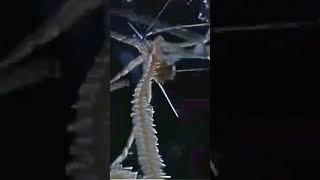 Monster Bug Wars Tribute #bugwars #tribute #spider