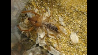 Our Newest Camel Spider Solifugae and His New Habitat
