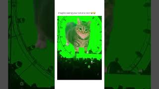 You see your #cat at a rave 😂 #funny #Kitten #catlover #trending #shortvideo