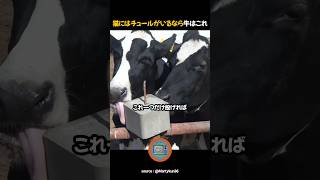 牛が狂ったように中毒になる個体